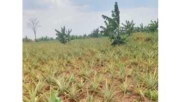 WhatsApp Image 2025-03-21 at 21.50.37 1.jpg